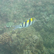 Picture 051